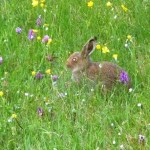 hare1111