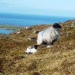sheep-hill